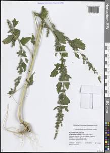 Chenopodium acerifolium Andrz., Eastern Europe, Central region (E4) (Russia)