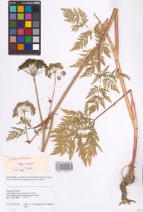 Conioselinum tataricum Hoffm., Siberia, Western Siberia (S1) (Russia)