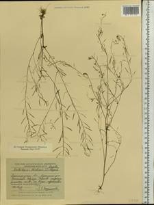 Arabidopsis thaliana (L.) Heynh., Eastern Europe, North-Western region (E2) (Russia)