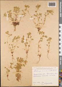 Medicago minima (L.) Bartal., Eastern Europe, South Ukrainian region (E12) (Ukraine)
