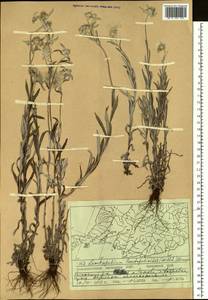 Leontopodium leontopodioides (Willd.) Beauverd, Siberia, Russian Far East (S6) (Russia)