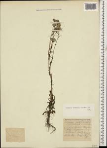 Senecio vernalis Waldst. & Kit., Caucasus, Stavropol Krai, Karachay-Cherkessia & Kabardino-Balkaria (K1b) (Russia)