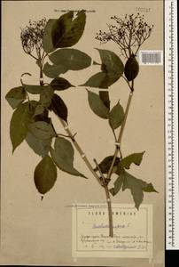 Sambucus nigra L., Caucasus, Armenia (K5) (Armenia)