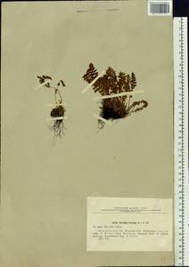 Woodsia ilvensis (L.) R. Br., Eastern Europe, Northern region (E1) (Russia)