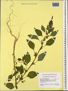 Amaranthus hypochondriacus L., Caucasus, Krasnodar Krai & Adygea (K1a) (Russia)