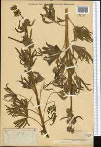 Aconitum soongoricum Stapf, Middle Asia, Dzungarian Alatau & Tarbagatai (M5) (Kazakhstan)