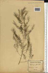 Asparagus officinalis L., Eastern Europe, North Ukrainian region (E11) (Ukraine)