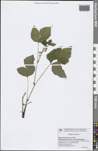 Rubus saxatilis L., Eastern Europe, Eastern region (E10) (Russia)