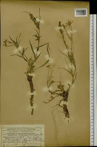 Tragopogon brevirostris DC., Siberia, Western (Kazakhstan) Altai Mountains (S2a) (Kazakhstan)