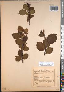Alnus incana (L.) Moench, Eastern Europe, Northern region (E1) (Russia)
