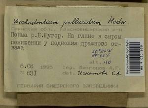 Dichodontium pellucidum (Hedw.) Schimp., Bryophytes, Bryophytes - Permsky Krai, Udmurt Republic, Sverdlovsk & Kirov Oblasts (B8) (Russia)