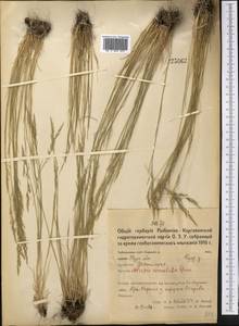 Puccinellia dolicholepis (V.I.Krecz.) Pavlov, Middle Asia, Northern & Central Kazakhstan (M10) (Kazakhstan)