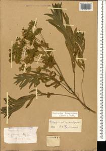 Euphorbia saratoi Ardoino, Caucasus, Stavropol Krai, Karachay-Cherkessia & Kabardino-Balkaria (K1b) (Russia)