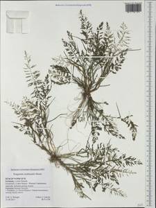 Eragrostis multicaulis Steud., Western Europe (EUR) (Germany)