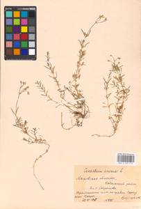 Cerastium arvense L., Eastern Europe, Moscow region (E4a) (Russia)