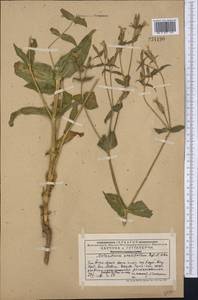 Silene ovalifolia (Regel & Schmalh.) Melzheimer, Middle Asia, Western Tian Shan & Karatau (M3) (Kazakhstan)