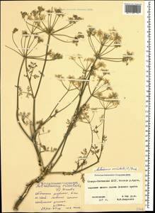 Astrodaucus orientalis (L.) Drude, Caucasus, North Ossetia, Ingushetia & Chechnya (K1c) (Russia)