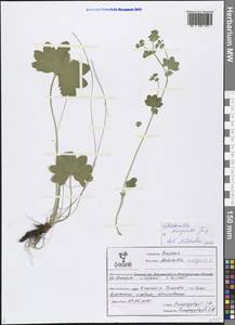 Alchemilla dasycrater Juz., Eastern Europe, Central forest-and-steppe region (E6) (Russia)