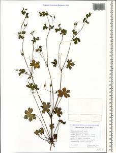 Geranium lucidum L., Caucasus, Black Sea Shore (from Novorossiysk to Adler) (K3) (Russia)