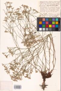 Limonium caspium (Willd.) Gams, Eastern Europe, Lower Volga region (E9) (Russia)