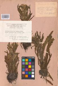 Tephroseris palustris (L.) Fourr., Eastern Europe, Eastern region (E10) (Russia)