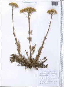 Handelia trichophylla (Schrenk ex Fisch. & C. A. Mey.) Heimerl, Middle Asia, Pamir & Pamiro-Alai (M2) (Kyrgyzstan)