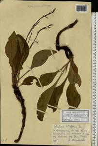 Limonium sareptanum (A. K. Becker) Gams, Eastern Europe, Lower Volga region (E9) (Russia)
