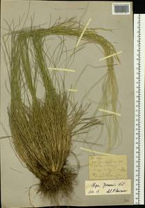 Stipa pennata L., Siberia, Western (Kazakhstan) Altai Mountains (S2a) (Kazakhstan)
