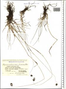 Alopecurus ponticus K.Koch, Caucasus, North Ossetia, Ingushetia & Chechnya (K1c) (Russia)