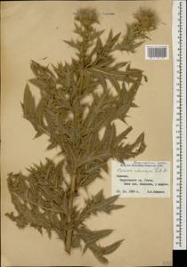 Cirsium aduncum Fisch. & C. A. Mey. ex DC., Caucasus, Armenia (K5) (Armenia)