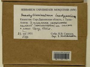 Brachytheciastrum trachypodium (Brid.) Ignatov & Huttunen, Bryophytes, Bryophytes - Middle Asia & Kazakhstan (B16) (Kazakhstan)