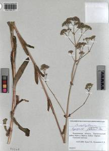 KUZ 004 371, Gypsophila altissima L., Siberia, Altai & Sayany Mountains (S2) (Russia)