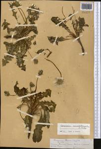 Taraxacum monochlamydeum Hand.-Mazz., Middle Asia, Northern & Central Tian Shan (M4) (Kazakhstan)