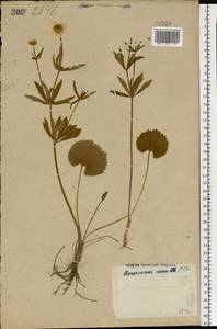 Ranunculus cassubicus L., Eastern Europe, Moscow region (E4a) (Russia)