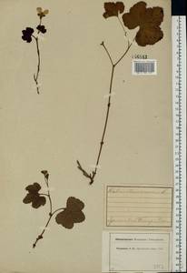 Rubus chamaemorus L., Eastern Europe, Central forest region (E5) (Russia)