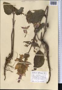 Salvia sclarea L., Middle Asia, Western Tian Shan & Karatau (M3) (Kyrgyzstan)