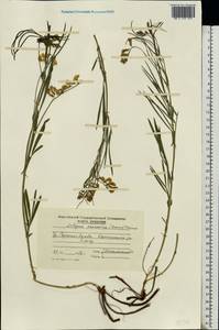 Lathyrus pannonicus (Jacq.)Garcke, Eastern Europe, Moldova (E13a) (Moldova)