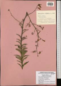 Adenophora liliifolia (L.) A.DC., Eastern Europe, Central region (E4) (Russia)