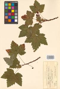 Ribes latifolium Jancz., Siberia, Russian Far East (S6) (Russia)