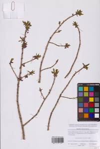 Daphne mezereum L., Eastern Europe, Moscow region (E4a) (Russia)