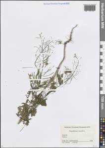 Sisymbrium loeselii L., Caucasus, Krasnodar Krai & Adygea (K1a) (Russia)