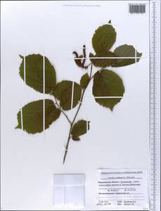 Corylus avellana L., Eastern Europe, Central forest-and-steppe region (E6) (Russia)