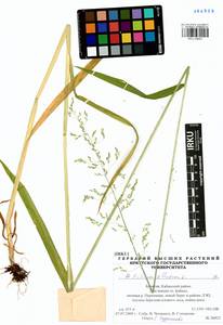 Milium effusum L., Siberia, Baikal & Transbaikal region (S4) (Russia)