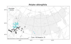 Atriplex oblongifolia Waldst. & Kit., Atlas of the Russian Flora (FLORUS) (Russia)