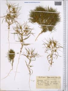 Ceratocarpus arenarius L., Middle Asia, Syr-Darian deserts & Kyzylkum (M7) (Kazakhstan)