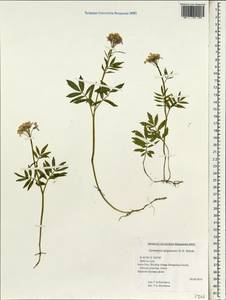 Cardamine macrophylla subsp. macrophylla, South Asia, South Asia (Asia outside ex-Soviet states and Mongolia) (ASIA) (China)