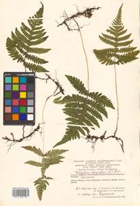 Phegopteris connectilis (Michx.) Watt, Siberia, Chukotka & Kamchatka (S7) (Russia)