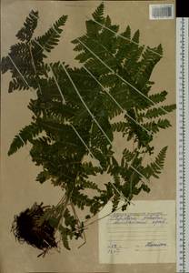 Thelypteris palustris (Salisb.) Schott, Eastern Europe, Lower Volga region (E9) (Russia)