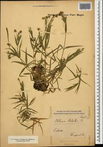 Rabelera holostea (L.) M. T. Sharples & E. A. Tripp, Caucasus (no precise locality) (K0)