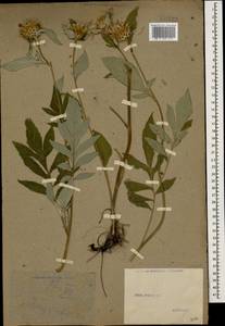 Psephellus dealbatus (Willd.) C. Koch, Caucasus (no precise locality) (K0)